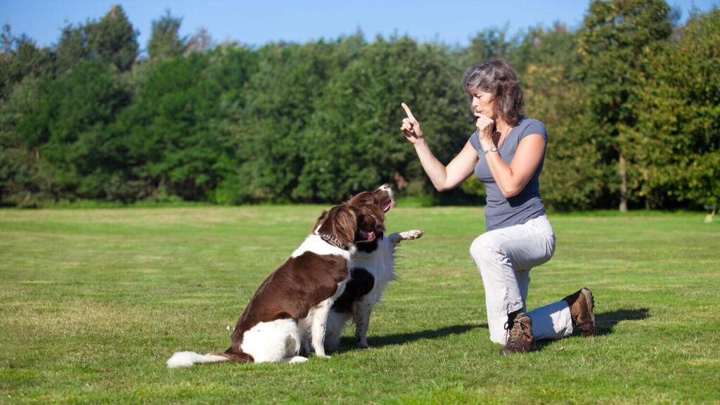 Dog Training Maintenance Program Keeping Good Behavior on Track